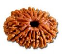 13 mukhi rudraksha